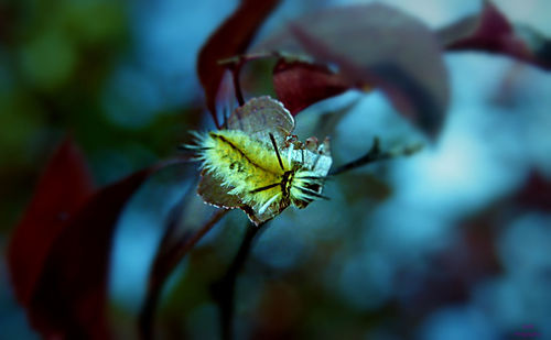 Close-up of flowers against blurred background