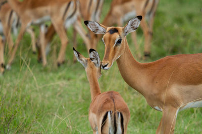 Mother and baby impalas with their herd in a green fiels