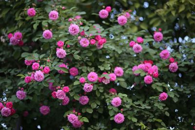 Close-up of pink flowers