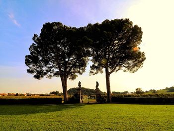 Trees on field against sky