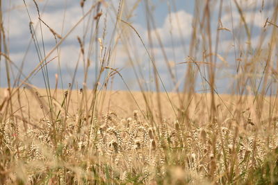 Wheat field against sky