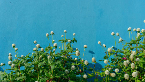 White pearly everlasting flower blossom on greenery leaves know as bachelor's button, globe amaranth