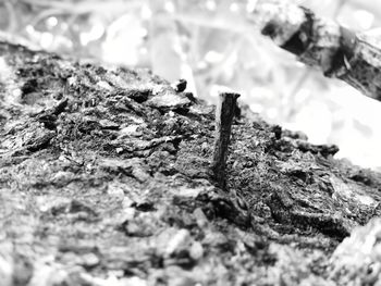 Close-up of dead plant