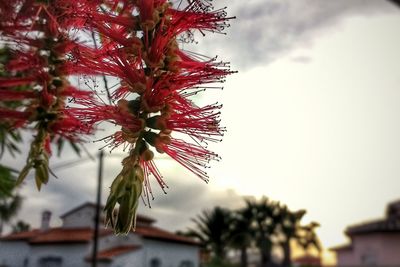 Close-up of tree against sky