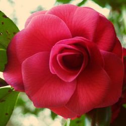 Close-up of pink rose