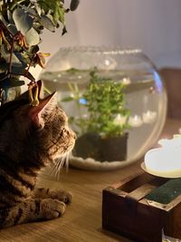 Close-up of a cat on table