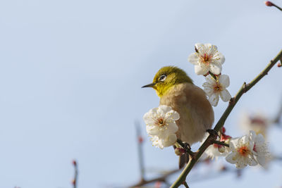 Low angle view of bird perching on branch