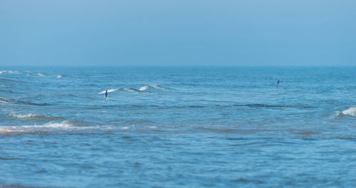 View of birds in sea against clear sky