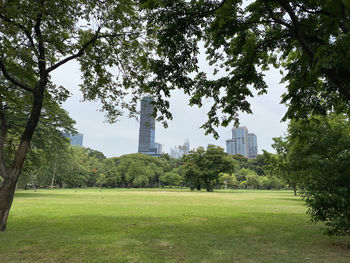 Trees in park