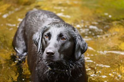 High angle view of wet dog in lake