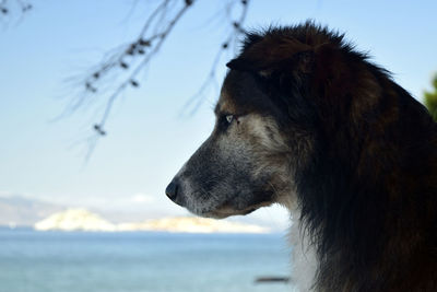 Close-up of dog against sky