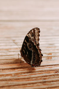 Close-up of butterfly on wood