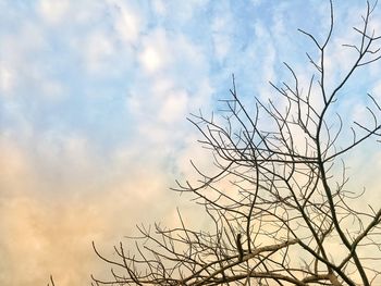 Low angle view of bare tree against sky