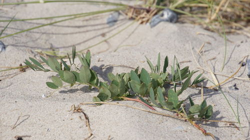 High angle view of succulent plant on beach