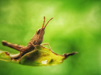 Close-up of insect on plant