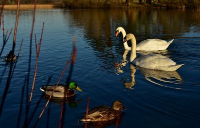 High angle view of swans and ducks swimming on lake during sunset