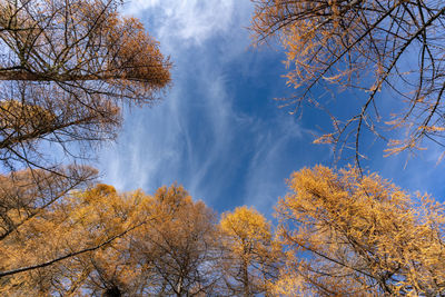 Low angle view of trees against sky during autumn