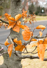 Close-up of orange flowering plant during autumn