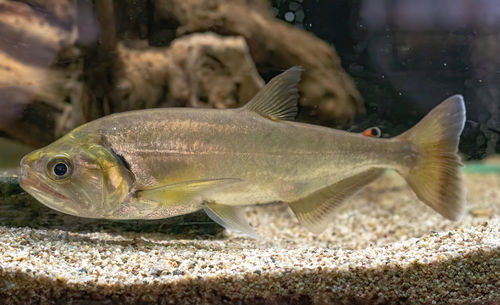 Close-up of fish swimming in sea