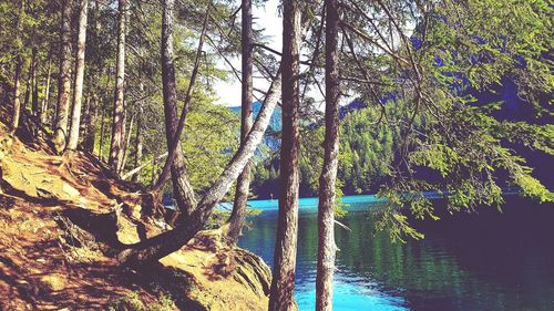 Trees by lake in forest