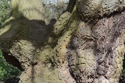 Close-up of tree trunk