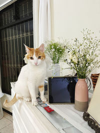 Portrait of cat sitting on table at home