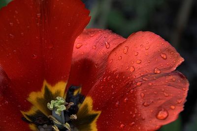 Close-up of red flower