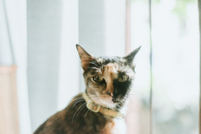 Close-up portrait of a cat