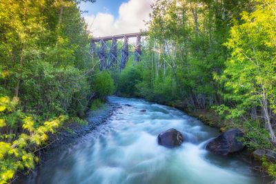 Scenic view of waterfall in forest