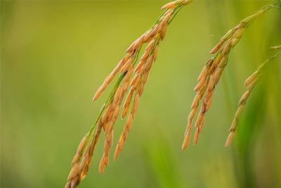 Close-up of wheat growing on field