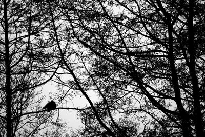 Low angle view of bird perching on tree against sky