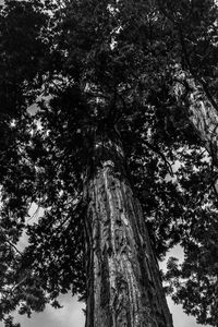 Low angle view of tree in forest