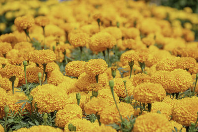 Full frame shot of yellow flowering plants