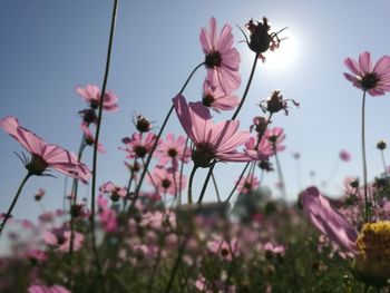 Close-up of pink cosmos flowers against sky