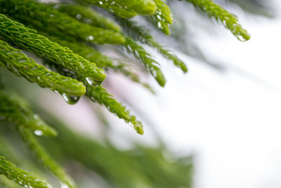 Close-up of water drops on plant