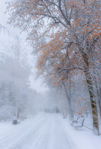 Snow covered road amidst trees during winter