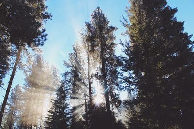 Low angle view of trees against sky