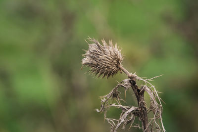 Close-up of dried thistle