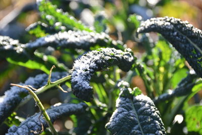 Close-up of snow on plant during winter