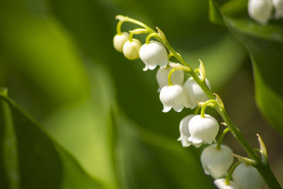 Close-up of white flowering plant