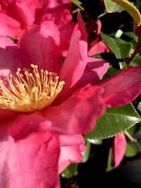 Close-up of pink flower blooming outdoors