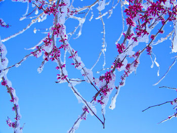Low angle view of pink flowers against clear blue sky