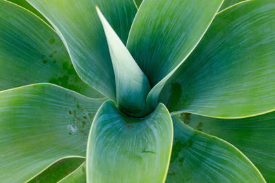 Green agave plant 
