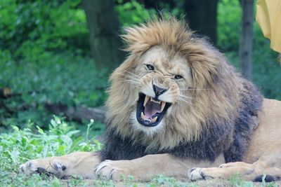 Lion relaxing in a zoo