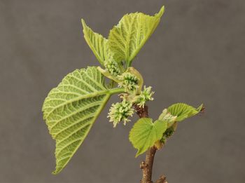 Close up of mulberry buds showing immature fruit and leaves with dark background
