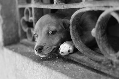 Close-up of dog looking away