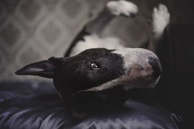 Close-up of a dog resting on bed