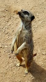 Close-up of meerkat looking up