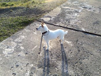 High angle view of dog standing on footpath