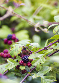 Close-up of berries growing on tree